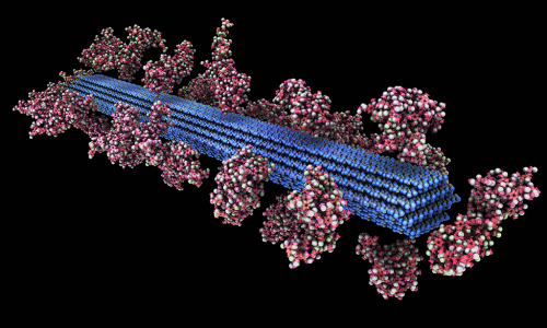 Interaction between cellulose fibril (blue) and lignin (pink) molecules. Visualization by Jamison Daniel (ORNL)