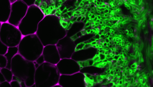 ORNL Scientists Make Fundamental Discovery to Creating Better Crops
