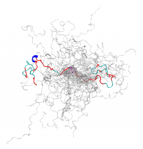 configurational ensemble (a collection of 3D structures) of an intrinsically disordered protein