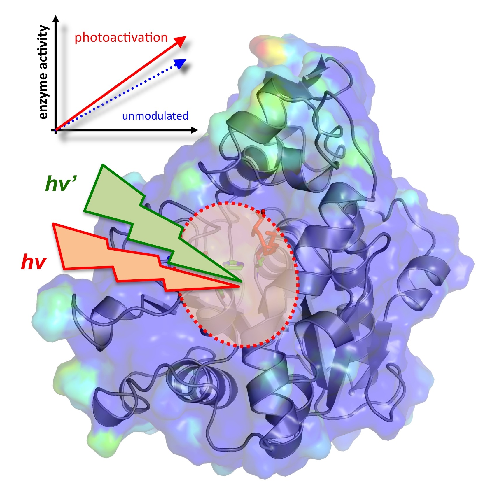 ORNL Process Improves Catalytic Rate of Enzymes by 3,000 Percent